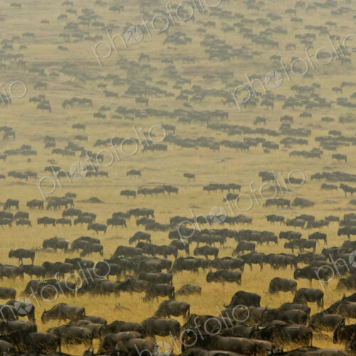 Herd of wildebeest crosses the open plains of southern Kenyas Mara River region.…